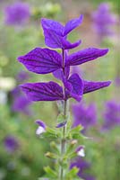 Salvia sclarea 'Blue form'