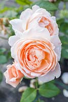 Rosa 'Ambridge Rose'