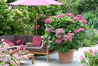 Shaded terrace with relaxing corner and umbrella. Large container with Hydrangea macrophylla 'Beautiful Bautznerin'. Privacy screens with climbers on trellis. 