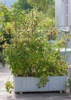 Rubus - Raspberry plants grown in a self-built wooden trough container. Supported by trellis they create a screen. 