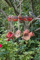 Parus Major - Great tit on a weathered metal wheel bird feeder featuring hanging terracotta pots offering a variety of berries and seeds for the birds, decorated with Pyracantha berries