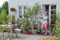 Woman harvesting container grown fruit on terrace. Ribes rubrum - red and white currants.   with Pelargonium peltatum - hanging geraniums in basket 