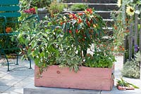 Wooden box planted with Capsicum annuum 'Snack-Chili', 'Snack Pepper' and Capsicum annuum var. minimum - Bonsai Chilli, Salvia 'Rotmuehle' and Ocimum basilicum 'Gruener Genoveser'