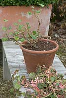 Pruning before repotting Pelargonium 'Stella'. Stellar-group
