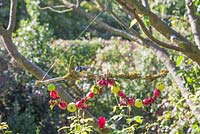A Foraged Bird Feeder made with wild Crab Apples, Hawthorn berries and Rose hips with blue tit