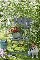 Pet dog sitting alongside chair and planting  of Bellis, Thymus, Malus, Viola wittrockianan