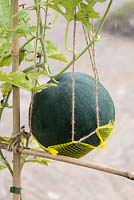 Watermelon 'Blacktail Mount' hanging with net for support - RHS Garden, Wisley, Surrey