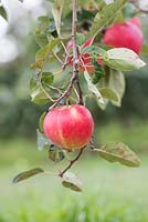 Malus domestica - Apple 'Scrumptious' on the tree - August - Oxfordshire