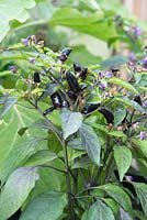 Capsicum annum - Chilli pepper 'Pot Black' - August - Oxfordshire