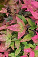 Nandina domestica obsessed 'Seika' - Heavenly bamboo leaves covered in raindrops - September - Oxfordshire