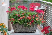 Basket planted with Pelargonium zonale 'Caliente Rose' and Lantana Bandana 'Cherry Improved' 