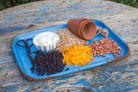 Ingredients required to make a fat bird feeder. Lard or fat, raisins, bird seed, cheese, peanuts, terracotta pots, string and scissors