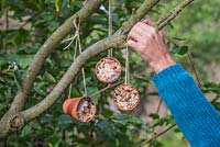Hanging terracotta pots filled with a mixture of Lard or Fat, Raisins, Bird seed, Cheese and Peanuts onto a tree branch