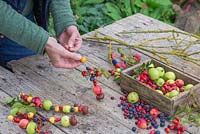 Thread your foraged berries and fruit onto the lengths of wire