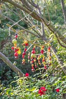 A bird feeder made from berries and foraged fruits, which are attached to Lichen covered branches. Wild Crab Apples, Sloe berries, Pyracantha and Rose hips