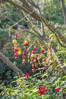 A bird feeder made from berries and foraged fruits, which are attached to Lichen covered branches. Wild Crab Apples, Sloe berries, Pyracantha and Rose hips