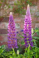 Lupinus. Hope House, Caistor, Lincolnshire, UK. 