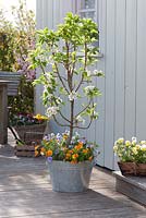 Pyrus communis 'Garden Pearl' - dwarf pear tree under planted with Viola cornuta - horned violets in large metal container on terrace 