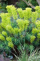 Euphorbia characias ssp. wulfenii - Late April - Kew Gardens, London, UK