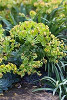 Euphorbia myrsinites - Late April - Kew Gardens, London, UK
