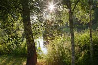 Dawn through Silver Birches in country garden with lake in summer. Bradness Gallery, East Sussex. Owners: Artists Michael Cruickshank and Emma Burnett