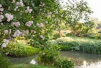 Rosa Noisette Blush overhanging pond in summer country garden. Bradness Gallery, East Sussex. Owners: Artists Michael Cruickshank and Emma Burnett
