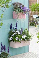 Wall mounted boxes planted with Osteospermum 'Double White Lavender Center', Salvia farinacea 'Cobald Candle', 'Violet Candle', Diascia 'Plus White', Salvia 'Purpurascens' 'Rotmuehle', Campanula and Dichondra 'Silver Falls'