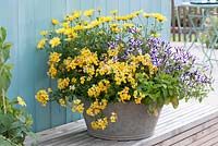 Container with Nemesia Sunsatia 'Carambola', Argyranthemum 'Butterfly', Petunia Supertunia 'Violet Star Charm' and Mentha 
