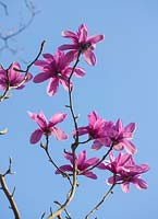 Magnolia 'Serene' Spring 