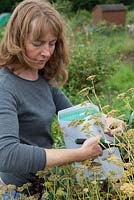 Lady collecting parsley seed in paper envelope, on vegetable plot