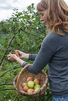 Lady picking apples, Apple 'James Grieve', Malus sp