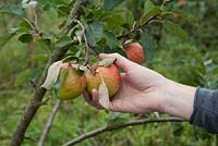 Picking apples, Apple 'James Grieve'