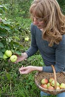 Lady picking apples, Apple 'Grenadier', Malus sp