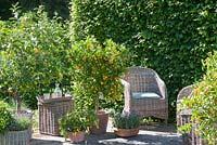 Citrus limon - lemon, Citrofortunella microcarpa and Lavandula. Hornbeam hedge provides privacy