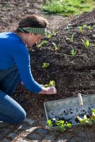 Woman planting vegetables - seedlings of Lactuca, Beta and Brassica