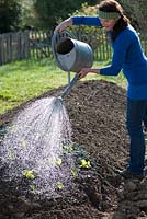 Woman watering newly planted Lactuca and Kohlrabi - Brassica 