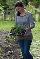 Woman with tray of fennel plants ready for planting - Foeniculum 