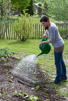 Woman watering freshly planted vegetables seedlings 
