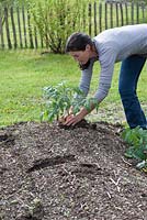 Woman planting Tomato - Lycopersicon in newly created bed
