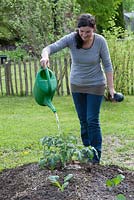 Woman watering Tomato - Lycopersicon, in newly created bed
