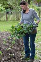 Woman planting Brassica in newly created bed
