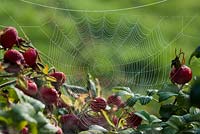 Araneus diadematus - Garden spider Orb-web 