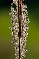 Miscanthus sinensis 'Ferner Osten' - Chinese silvergrass 
