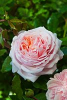 Rosa 'Joie de Vivre' floribunda. Rose of the year 2011