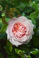 Rosa 'Joie de Vivre' floribunda. Rose of the year 2011
