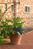 Terracotta container on terrace planted with cardoon. Glyndebourne, East Sussex