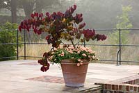 Terrace with terracotta container planted with cercis canadensis, forest pansy and peach coloured verbena 