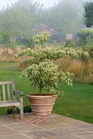 Terrace with terracotta container planted with cornus 
