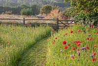 Mown pathway to gate through wildflower meadow with Phacelia tanacetifolia and Papaver rhoeas - field poppy. Follers Manor, Sussex. Designed by: Ian Kitson