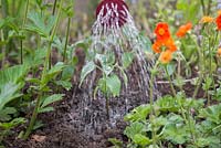 Watering Tithonia rotundiflora 'Torch' seedlings